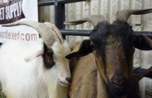 Goats at the 2014 Denver County Fair.