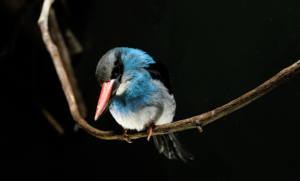 Blue-breasted Kingfisher by Maria Mangano